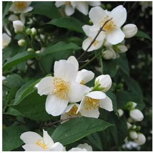 BAUMSCHULE GOLD Bauernjasmin, Duftjasmin Philadelphus coronarius 60-100