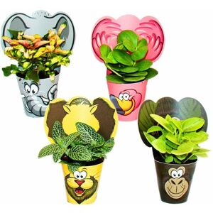 Exotenherz - lustiges Zimmerpflanzen Set Animals - 4 Pflanzen mit Tieren - ideal als Gastgeschenk für Kindergeburtstage