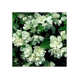 BAUMSCHULE GOLD Gefüllter Duftjasmin Philadelphus Schneesturm 60-100 cm hoch