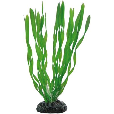 Vallisneria 20 Cm - Aquarienpflanze Vallisneria 20 Cm - Aquarienpflanze
