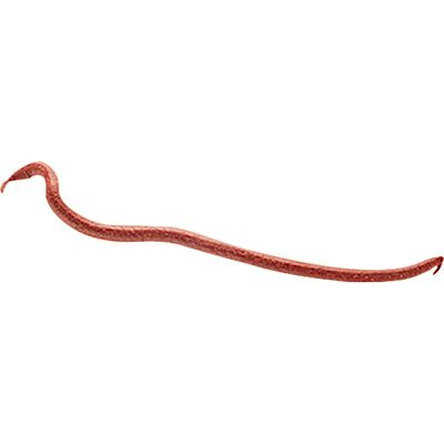 Berkley Gulp Earthworm Regenwurm Farbe Rot Berkley Gulp Earthworm Regenwurm Farbe Rot
