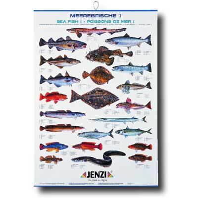 Jenzi Fischtafel Meeresfische 1 Jenzi Fischtafel Meeresfische 1