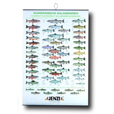 Jenzi Fischtafel Europäische Salmoniden Jenzi Fischtafel Europäische Salmoniden