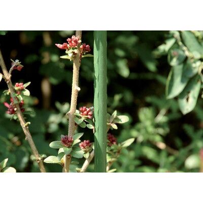 Floraworld Metallpflanzstab Classic, 1800 X 16mm Stahl Floraworld Metallpflanzstab Classic, 1800 X 16mm Stahl