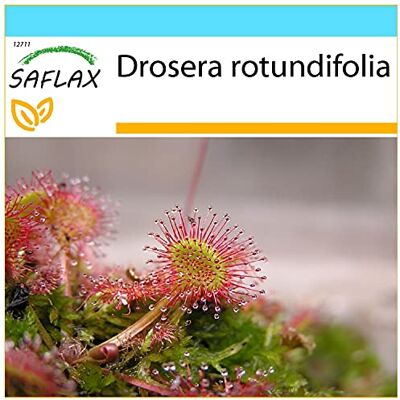 Saflax Geschenk Set Rundblättriger Sonnentau 50 Samen Mit Geschenk- / Versandbox, Versandaufkleber, Geschenkkarte und Anzuchtsubstrat Drosera rotundifolia Saflax Geschenk Set Rundblättriger Sonnentau 50 Samen Mit Geschenk- / Versandbox, Versandaufkleber, Geschenkkarte und Anzuchtsubstrat Drosera rotundifolia