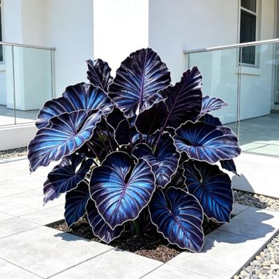 VDFGKJB Exotische tropische Zierpflanze Colocasia, üppige grüne Blätter für Ihre Außendekoration-2Rhizom-g VDFGKJB Exotische tropische Zierpflanze Colocasia, üppige grüne Blätter für Ihre Außendekoration-2Rhizom-g