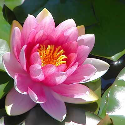 VNGMXF Sehr Exklusiv, Lotus, Dauerblüher, Verschiedenen Farben, Winterhart Rhizome, Magic of Nature, Mehrfarbig Ertragreicherg. SeerosenRhizome,-100pcs-g VNGMXF Sehr Exklusiv, Lotus, Dauerblüher, Verschiedenen Farben, Winterhart Rhizome, Magic of Nature, Mehrfarbig Ertragreicherg. SeerosenRhizome,-100pcs-g