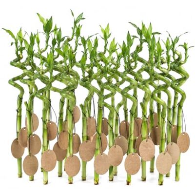 vdvelde.com Glücksbambus 30er Set mit Karten, Gastgeschenk Hochzeit Dracaena sanderiana Stängel als Glücksbringer für Event oder Feier, personalisierbar, wächst in Wasser vdvelde.com Glücksbambus 30er Set mit Karten, Gastgeschenk Hochzeit Dracaena sanderiana Stängel als Glücksbringer für Event oder Feier, personalisierbar, wächst in Wasser