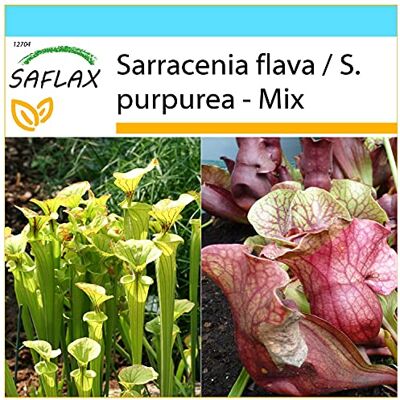 Saflax Geschenk Set Schlauch- / Kannenpflanze 10 Samen Mit Geschenk- / Versandbox, Versandaufkleber, Geschenkkarte und Anzuchtsubstrat Sarracenia Mix Saflax Geschenk Set Schlauch- / Kannenpflanze 10 Samen Mit Geschenk- / Versandbox, Versandaufkleber, Geschenkkarte und Anzuchtsubstrat Sarracenia Mix