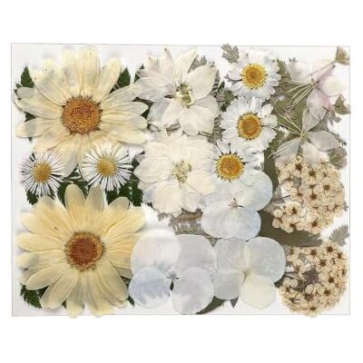 Naapesi Weiße Getrocknete Blumen 25 Stück Gepresste Trockenblumen Natürlich Gepresste Blumen aus der Natur, Echte Natürliche Trockengepresste Blume für DIY Harz Schmuck Scrapbooking Karten Dekoration Naapesi Weiße Getrocknete Blumen 25 Stück Gepresste Trockenblumen Natürlich Gepresste Blumen aus der Natur, Echte Natürliche Trockengepresste Blume für DIY Harz Schmuck Scrapbooking Karten Dekoration