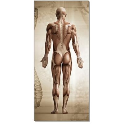 Wallario Selbstklebende Türtapete Anatomie Mensch I Türposter 93 x 205 cm Abwischbar, rückstandsfrei zu entfernen Wallario Selbstklebende Türtapete Anatomie Mensch I Türposter 93 x 205 cm Abwischbar, rückstandsfrei zu entfernen