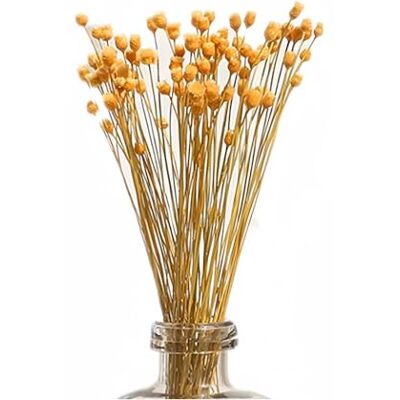 XIZHI 250 Stiele Natürliche Trockenblumen Brasilianische Kleine StarDaisy Dekorative Trockenblumen Mini Gänseblümchen Kamille Blumenstrauß für Hochzeit DIY Home Party XIZHI 250 Stiele Natürliche Trockenblumen Brasilianische Kleine StarDaisy Dekorative Trockenblumen Mini Gänseblümchen Kamille Blumenstrauß für Hochzeit DIY Home Party