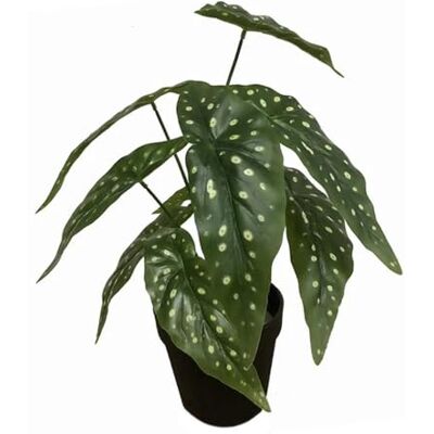 Leaf Design UK Realistische Kunstpflanze mit Topf, Begonie Maculata, Schwarz, 35 cm Leaf Design UK Realistische Kunstpflanze mit Topf, Begonie Maculata, Schwarz, 35 cm