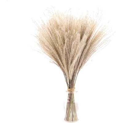 Hileyu 50 Stück weißes, natürlich getrocknetes Pampasgras künstliches 40 cm Boho-Heimdekor natürliche Phragmites Communis getrocknete Blumen für Vasen weißer Blumenstrauß Blume Phragmites Hileyu 50 Stück weißes, natürlich getrocknetes Pampasgras künstliches 40 cm Boho-Heimdekor natürliche Phragmites Communis getrocknete Blumen für Vasen weißer Blumenstrauß Blume Phragmites