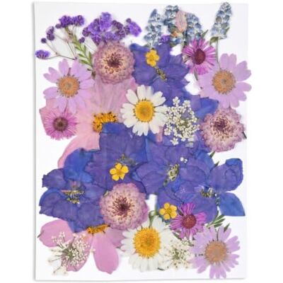 KYSUN Echt Getrocknete Gepresste Blumen, Getrocknete Blumen, DIY Gepresste Blumen, Natürliche Getrocknete Blumen, Trockenblumen Klein, Getrocknete Blätter Getrocknete Blüten für Kunst Basteln (Lila) KYSUN Echt Getrocknete Gepresste Blumen, Getrocknete Blumen, DIY Gepresste Blumen, Natürliche Getrocknete Blumen, Trockenblumen Klein, Getrocknete Blätter Getrocknete Blüten für Kunst Basteln (Lila)