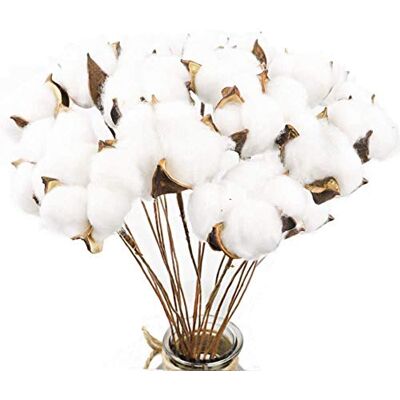 Larber 20 Stück Baumwolle Zweig Natürlich Getrocknete Blumen Künstliche Dekoblumen Weiss Kunstblumen Gefälschte Unechte Blumen für Vase Hochzeit Zimmer Cafe Dekoration für Skandinavische Deko Larber 20 Stück Baumwolle Zweig Natürlich Getrocknete Blumen Künstliche Dekoblumen Weiss Kunstblumen Gefälschte Unechte Blumen für Vase Hochzeit Zimmer Cafe Dekoration für Skandinavische Deko