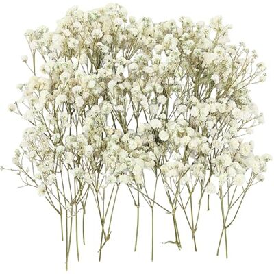 BIBAOYMX Schleierkraut Getrocknet, 50 Stück Schleierkraut Klein Trockenblumen zum Basteln Getrocknete Blumen Getrocknete Blüten für Hochzeit Lesezeichen DIY Karten Deko BIBAOYMX Schleierkraut Getrocknet, 50 Stück Schleierkraut Klein Trockenblumen zum Basteln Getrocknete Blumen Getrocknete Blüten für Hochzeit Lesezeichen DIY Karten Deko