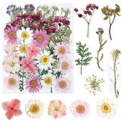 KYSUN Echt Getrocknete Gepresste Blumen, Getrocknete Blumen, DIY Gepresste Blumen, Natürliche Getrocknete Blumen, Trockenblumen Klein, Getrocknete Blätter Getrocknete Blüten für Kunst Basteln (Pink) KYSUN Echt Getrocknete Gepresste Blumen, Getrocknete Blumen, DIY Gepresste Blumen, Natürliche Getrocknete Blumen, Trockenblumen Klein, Getrocknete Blätter Getrocknete Blüten für Kunst Basteln (Pink)