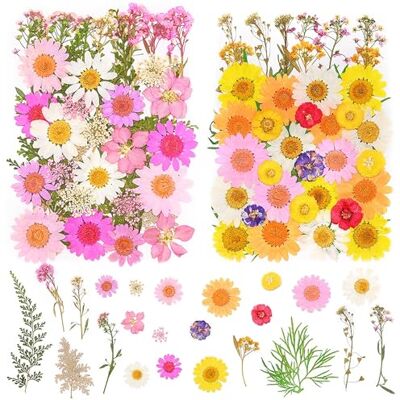 pclapora 81 Stück Getrocknete Gepresste Blumen, Natürliche Getrocknete Blumen, DIY Trockenblumen Deko, Trockenblumen zum Basteln, für DIY Kerzen Harz Anhänger Scrapbook Fotorahmen Dekoration pclapora 81 Stück Getrocknete Gepresste Blumen, Natürliche Getrocknete Blumen, DIY Trockenblumen Deko, Trockenblumen zum Basteln, für DIY Kerzen Harz Anhänger Scrapbook Fotorahmen Dekoration