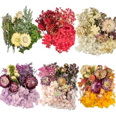 CoolCrafts 6 Pack Natürliche Getrocknete Blumen Trockenblumen Bunt Trockenblumen Klein zum Basteln, Projekt Dekoration, Trockenblumenkranz CoolCrafts 6 Pack Natürliche Getrocknete Blumen Trockenblumen Bunt Trockenblumen Klein zum Basteln, Projekt Dekoration, Trockenblumenkranz