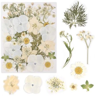 KYSUN Echt Getrocknete Gepresste Blumen, Getrocknete Blumen, DIY Gepresste Blumen, Natürliche Getrocknete Blumen, Trockenblumen Klein, Getrocknete Blätter Getrocknete Blüten für Kunst Basteln (Weiß) KYSUN Echt Getrocknete Gepresste Blumen, Getrocknete Blumen, DIY Gepresste Blumen, Natürliche Getrocknete Blumen, Trockenblumen Klein, Getrocknete Blätter Getrocknete Blüten für Kunst Basteln (Weiß)