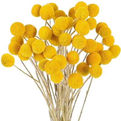 Oaqmvgin Getrocknete Blumen 3cmDurchmesser Vielseitig 40-60cm Kugelige Blüten je ca. 3 cm Durchmesser, vielseitig einsetzbar in , Wanddekoration oder DIY-Projekte. Oaqmvgin Getrocknete Blumen 3cmDurchmesser Vielseitig 40-60cm Kugelige Blüten je ca. 3 cm Durchmesser, vielseitig einsetzbar in , Wanddekoration oder DIY-Projekte.