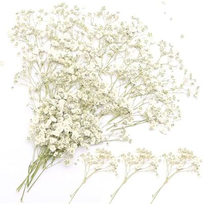 poraceous 100 Stück Schleierkraut Getrocknet, 15cm Weiße Getrocknete Blumen Natürlich Trockenblumen zum Basteln, Trockenblumen Schleierkraut, Getrocknete Blüten, Kleine Schleierkrautblume poraceous 100 Stück Schleierkraut Getrocknet, 15cm Weiße Getrocknete Blumen Natürlich Trockenblumen zum Basteln, Trockenblumen Schleierkraut, Getrocknete Blüten, Kleine Schleierkrautblume