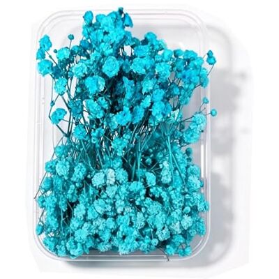 APICORT Schleierkraut Getrocknet 15cm Trockenblumen Zum Basteln 12 Stück Getrocknete Blumen, Türkisfarbene Baby’s Breath Trockenblumen Deko Echte Natur, für DIY, Hochzeitsdeko, Haarschmuck, Wohnkultur APICORT Schleierkraut Getrocknet 15cm Trockenblumen Zum Basteln 12 Stück Getrocknete Blumen, Türkisfarbene Baby’s Breath Trockenblumen Deko Echte Natur, für DIY, Hochzeitsdeko, Haarschmuck, Wohnkultur