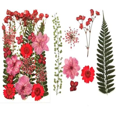 AQCQDQ 25 Stück Trockenblumen zum Basteln, Gepresste Trockenblumen, Natürlich Getrocknete Blumen für Harz, Kerzen, Schmuck, Handyhülle, Kunsthandwerk, DIY-Verzierung, Dekorationen (Rot) AQCQDQ 25 Stück Trockenblumen zum Basteln, Gepresste Trockenblumen, Natürlich Getrocknete Blumen für Harz, Kerzen, Schmuck, Handyhülle, Kunsthandwerk, DIY-Verzierung, Dekorationen (Rot)