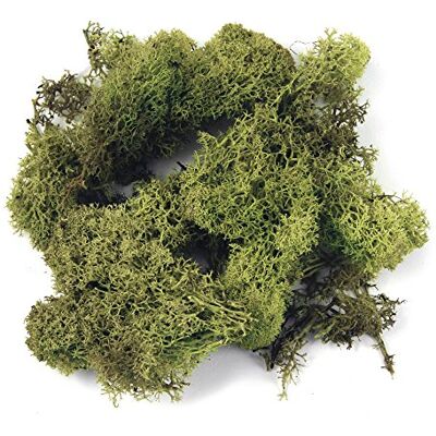 Rayher 8500311 Islandmoos, hellgrün, Btl. 1 kg, echtes Natur-Moos (Island), konserviert, gereinigt, zum Basteln, Deko-Moos zu Ostern, Weihnachten, für den Modellbau Rayher 8500311 Islandmoos, hellgrün, Btl. 1 kg, echtes Natur-Moos (Island), konserviert, gereinigt, zum Basteln, Deko-Moos zu Ostern, Weihnachten, für den Modellbau