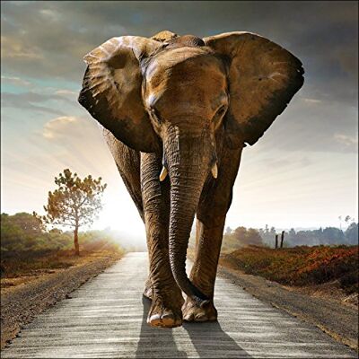 Pro-Art g1595l Wandbild Giclée 'Elephant' 100 x 100 cm Pro-Art g1595l Wandbild Giclée 'Elephant' 100 x 100 cm