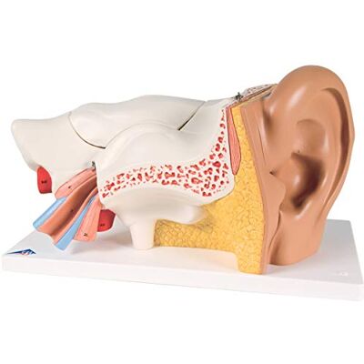 3B Scientific 3B Smart Anatomy E11 Modell Ohr - Anatomischer Modell 3B Scientific 3B Smart Anatomy E11 Modell Ohr - Anatomischer Modell