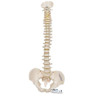 3B Scientific Menschliche Anatomie Mini-Wirbelsäulenmodell, elastisch + kostenlose Anatomie App 3B Smart Anatomy 3B Scientific Menschliche Anatomie Mini-Wirbelsäulenmodell, elastisch + kostenlose Anatomie App 3B Smart Anatomy