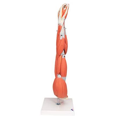 3B Scientific ® Armmuskel Modell – Lebensgroßes 6-teiliges menschliches Arm-Modell mit herausnehmbaren Muskeln + Smart Anatomy App (5 Jahre Garantie) 3B Scientific ® Armmuskel Modell – Lebensgroßes 6-teiliges menschliches Arm-Modell mit herausnehmbaren Muskeln + Smart Anatomy App (5 Jahre Garantie)