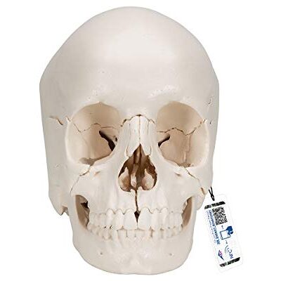 3B Scientific Beauchene Schädelmodell eines menschlichen Erwachsenen, 22-teilig, knochenfarbene Version und Anatomie-Software „3B Smart Anatomy“ (evtl. nicht in deutscher Sprache), A290 3B Scientific Beauchene Schädelmodell eines menschlichen Erwachsenen, 22-teilig, knochenfarbene Version und Anatomie-Software „3B Smart Anatomy“ (evtl. nicht in deutscher Sprache), A290
