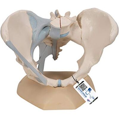 3B Scientific ® Weibliches Beckenmodell – 3-teiliges Humananatomie-Modell mit Bändern & inneren Strukturen, Langlebiges PVC + Smart Anatomy App (5 Jahre Garantie) 3B Scientific ® Weibliches Beckenmodell – 3-teiliges Humananatomie-Modell mit Bändern & inneren Strukturen, Langlebiges PVC + Smart Anatomy App (5 Jahre Garantie)