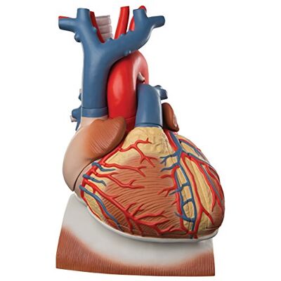 3B Scientific ® Herzmodell mit Zwerchfell – 3-fache Größe, 10-teiliges menschliches Herzmodell + Smart Anatomy App (5 Jahre Garantie) 3B Scientific ® Herzmodell mit Zwerchfell – 3-fache Größe, 10-teiliges menschliches Herzmodell + Smart Anatomy App (5 Jahre Garantie)