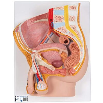 3B Scientific ® Männliches Beckenmodell – 2-teiliges Humananatomie-Modell mit abnehmbarer Hälfte für innere Strukturen, Langlebiges PVC + Smart Anatomy App (5 Jahre Garantie) 3B Scientific ® Männliches Beckenmodell – 2-teiliges Humananatomie-Modell mit abnehmbarer Hälfte für innere Strukturen, Langlebiges PVC + Smart Anatomy App (5 Jahre Garantie)