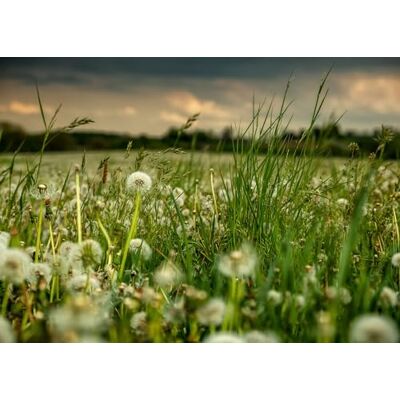 Rasch Tapete 363357 Fototapete auf Vlies mit einer Wiese mit Pusteblumen in Weiß und Grün aus der Kollektion Magicwalls 2,65 m x 3,71 m (LxB) Rasch Tapete 363357 Fototapete auf Vlies mit einer Wiese mit Pusteblumen in Weiß und Grün aus der Kollektion Magicwalls 2,65 m x 3,71 m (LxB)