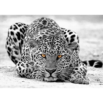ART Fototapete Leopard Afrika Modern Vlies Wohnzimmer Schlafzimmer Made in Germany 308 x 220 cm Schwarz Weiss 9034010b ART Fototapete Leopard Afrika Modern Vlies Wohnzimmer Schlafzimmer Made in Germany 308 x 220 cm Schwarz Weiss 9034010b