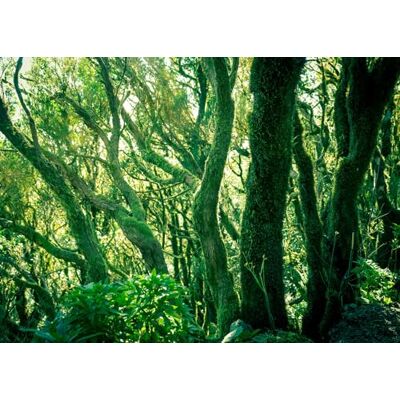 Rasch Tapete 363258 Fototapete auf Vlies mit Wald in Grün aus der Kollektion Magicwalls 2,65 m x 3,71 m (LxB) Rasch Tapete 363258 Fototapete auf Vlies mit Wald in Grün aus der Kollektion Magicwalls 2,65 m x 3,71 m (LxB)