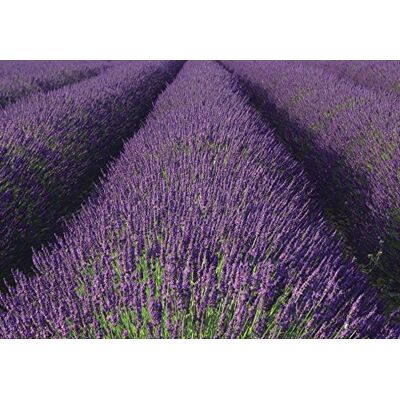 Rasch Tapete 890204 Fototapete auf Vlies mit blühendem Lavendel 2,60m x 3,72m (LxB) Rasch Tapete 890204 Fototapete auf Vlies mit blühendem Lavendel 2,60m x 3,72m (LxB)