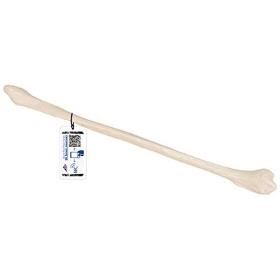 3B Scientific Menschliche Anatomie Wadenbein + kostenlose Anatomie App 3B Smart Anatomy 3B Scientific Menschliche Anatomie Wadenbein + kostenlose Anatomie App 3B Smart Anatomy