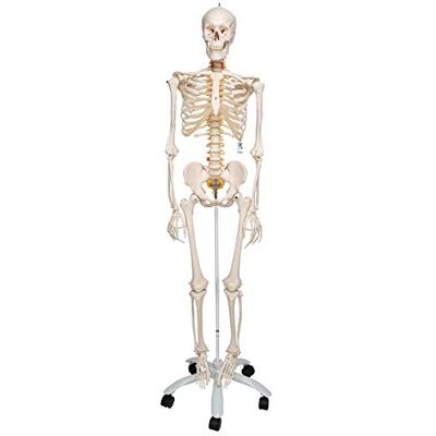 3B Scientific ® Menschliches Skelett „Fred“ – Lebensgroßes flexibles Modell mit einstellbarer Wirbelsäule, Spinalnerven,+ Smart Anatomy App (5 Jahre Garantie) 3B Scientific ® Menschliches Skelett „Fred“ – Lebensgroßes flexibles Modell mit einstellbarer Wirbelsäule, Spinalnerven,+ Smart Anatomy App (5 Jahre Garantie)