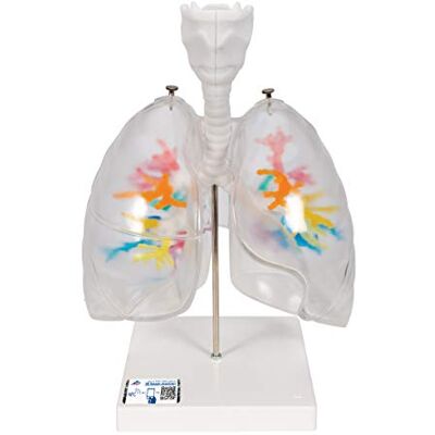 3B Scientific ® CT-Bronchialbaum-Modell – Humananatomie-Lungenmodell mit Kehlkopf, Segmentbronchien & transparenten Lappen auf Stativ + Smart Anatomy App (5 Jahre Garantie) 3B Scientific ® CT-Bronchialbaum-Modell – Humananatomie-Lungenmodell mit Kehlkopf, Segmentbronchien & transparenten Lappen auf Stativ + Smart Anatomy App (5 Jahre Garantie)