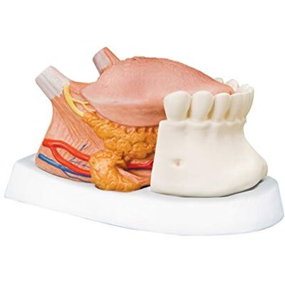 3B Scientific menschliche Anatomie Zungenmodell, 2.5-fache Größe, 4-Teilig + kostenlose Anatomie App 3B Smart Anatomy 3B Scientific menschliche Anatomie Zungenmodell, 2.5-fache Größe, 4-Teilig + kostenlose Anatomie App 3B Smart Anatomy