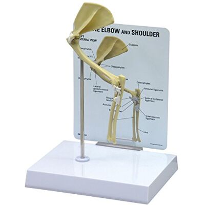 3B Scientific GPI Anatomicals Ellbogenmodell einer Katze 3B Scientific GPI Anatomicals Ellbogenmodell einer Katze