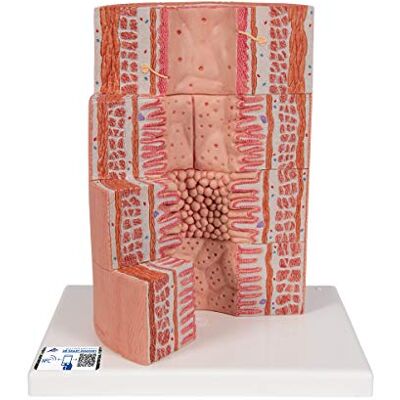 3B Scientific Menschliche Anatomie 3B MICROanatomy™ Verdauungstrakt 20-fache Vergrößerung + kostenlose Anatomie App 3B Smart Anatomy 3B Scientific Menschliche Anatomie 3B MICROanatomy™ Verdauungstrakt 20-fache Vergrößerung + kostenlose Anatomie App 3B Smart Anatomy