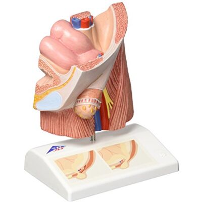 3B Scientific Lišta Anatomie Modell - Bruchschichten & Kostenlose Software 3B Scientific Lišta Anatomie Modell - Bruchschichten & Kostenlose Software