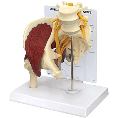 3B Scientific GPI Anatomicals 1311 Hüfte mit Muskeln und Ischiasnerv 3B Scientific GPI Anatomicals 1311 Hüfte mit Muskeln und Ischiasnerv